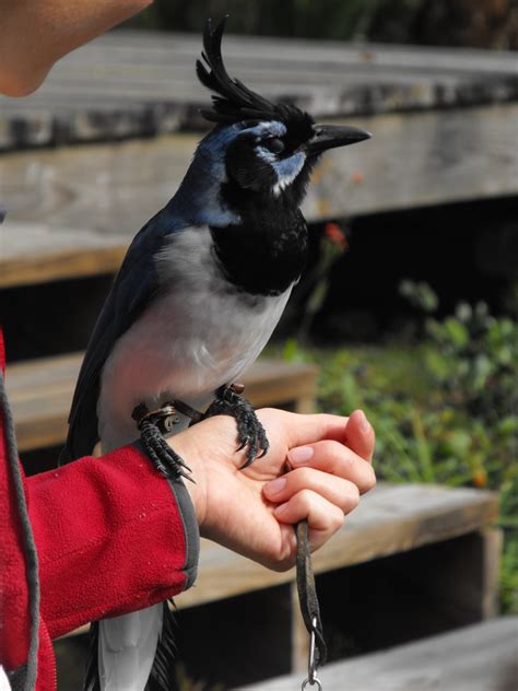 black throated magpie jay pet